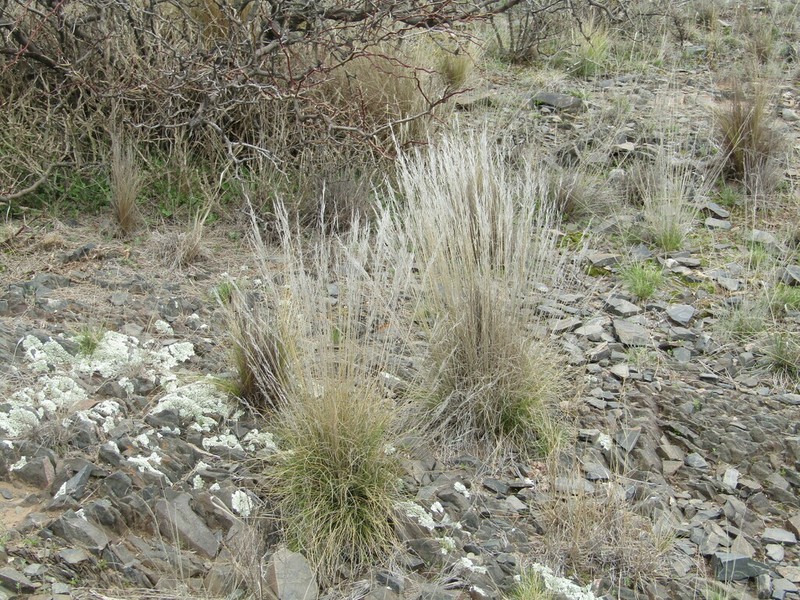 Aristida spegazzinii photo 2