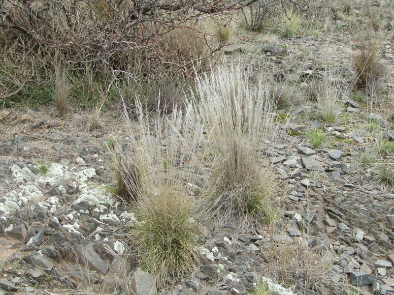Aristida spegazzinii photo 4