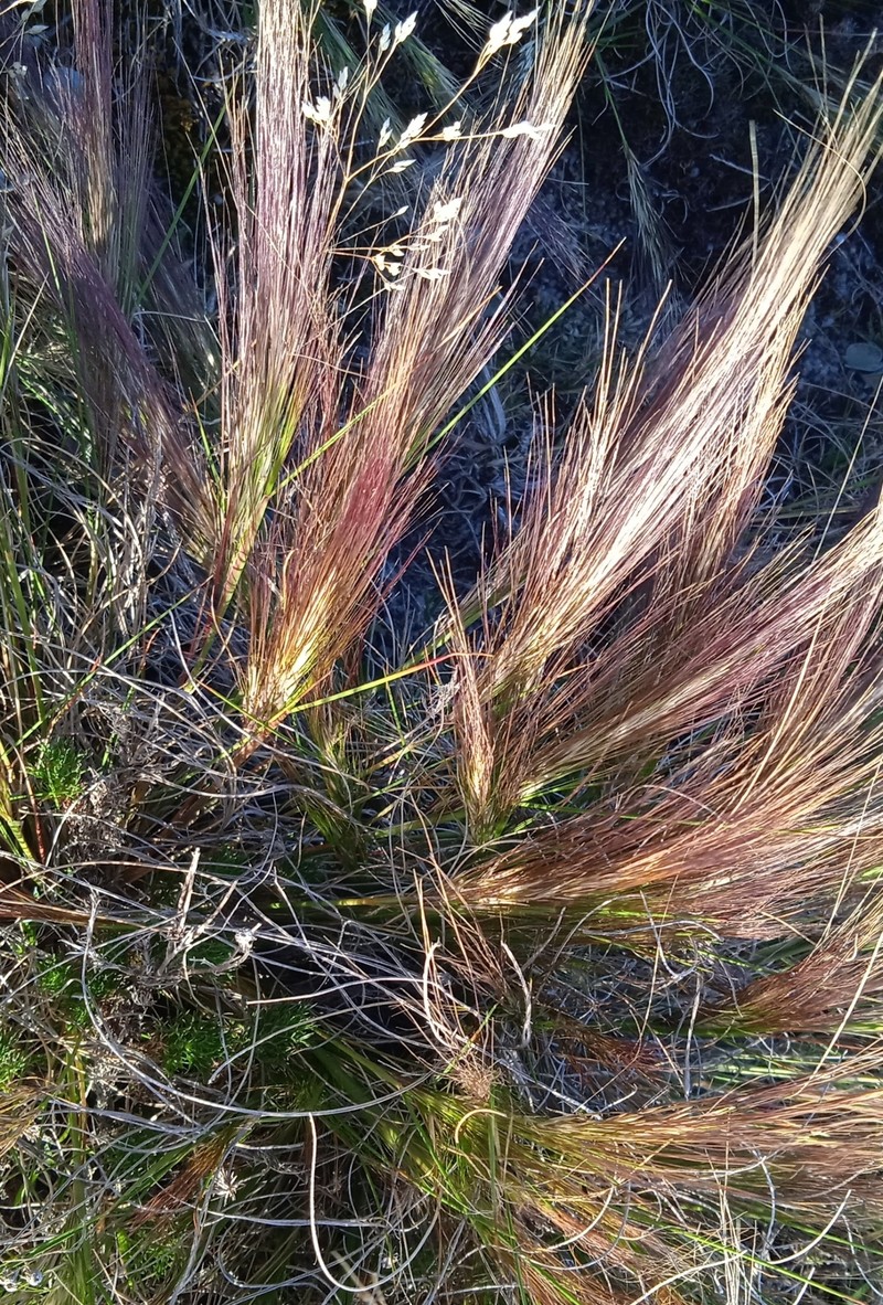 Aristida spegazzinii photo 5