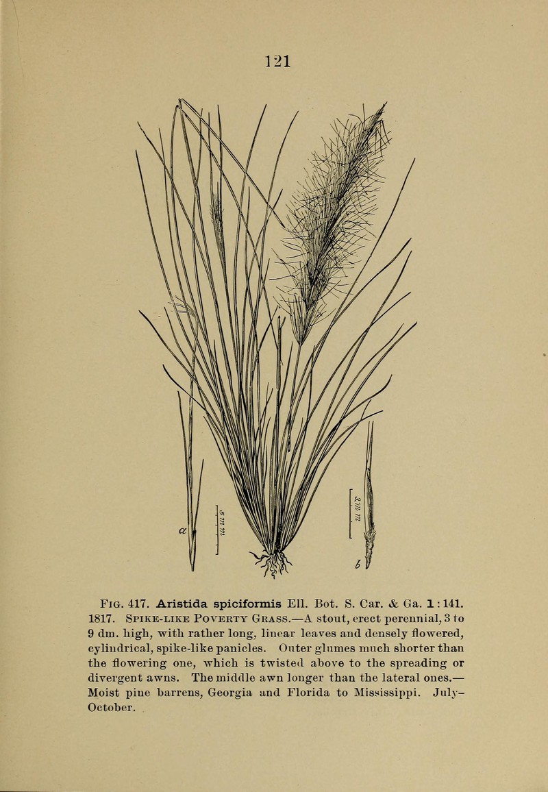 Bottlebrush Threeawn