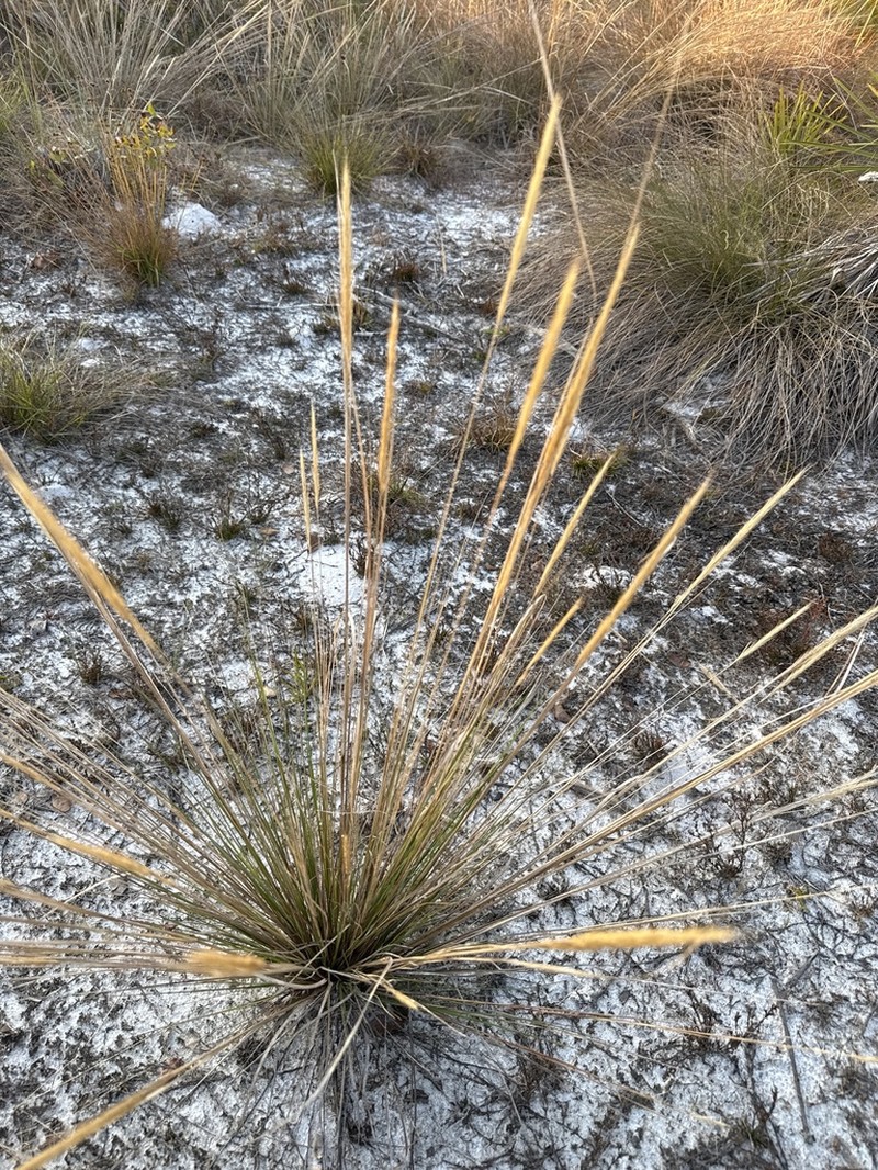 Bottlebrush Threeawn photo 5