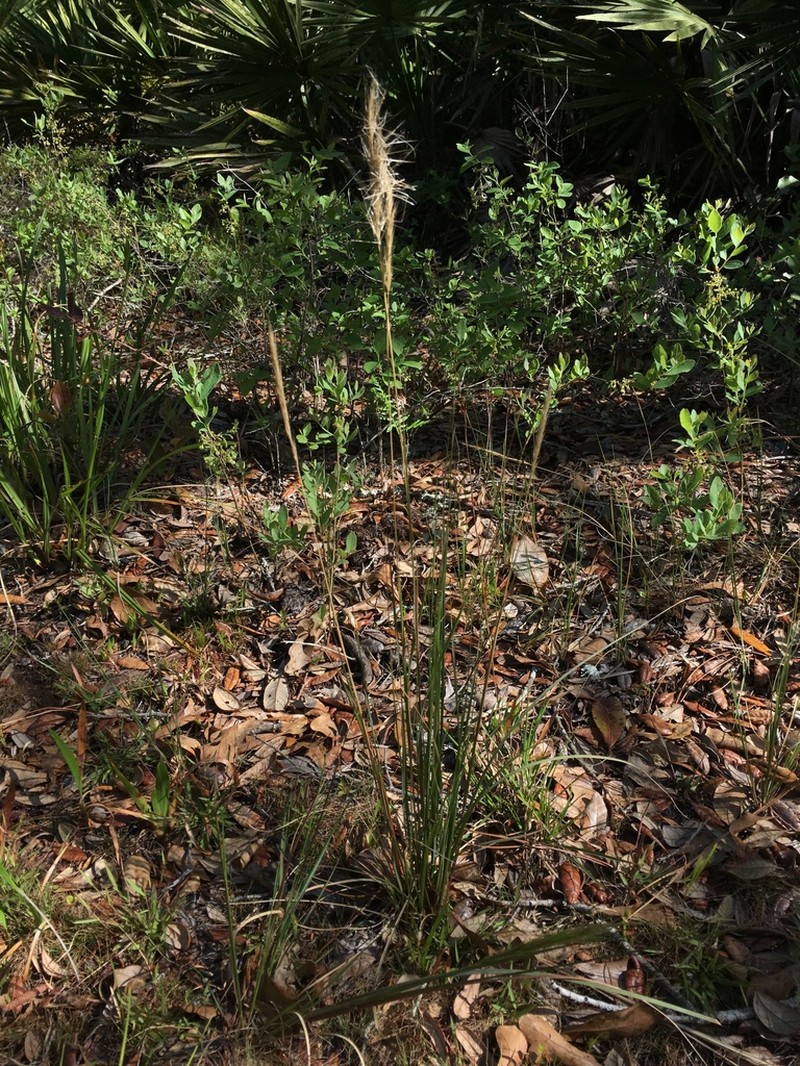 Bottlebrush Threeawn photo 6