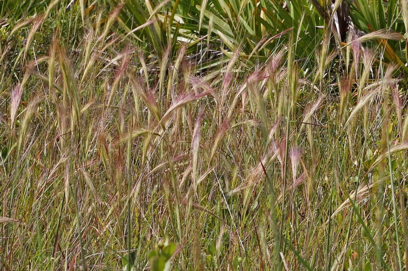 Bottlebrush Threeawn photo 8