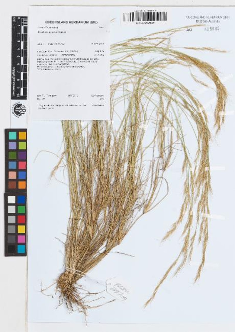 Aristida spuria photo 2