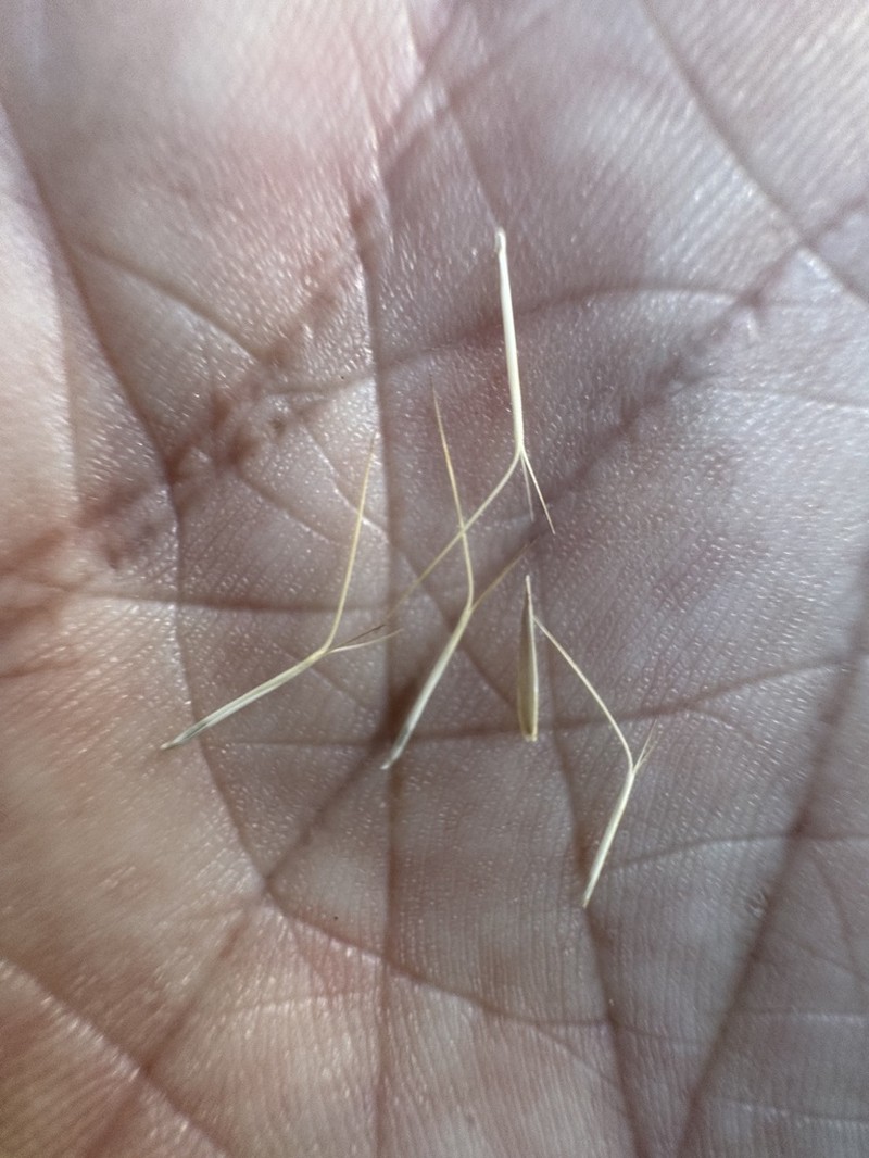 Aristida spuria photo 3