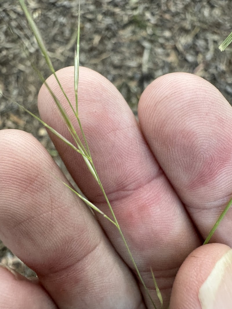 Aristida spuria photo 4