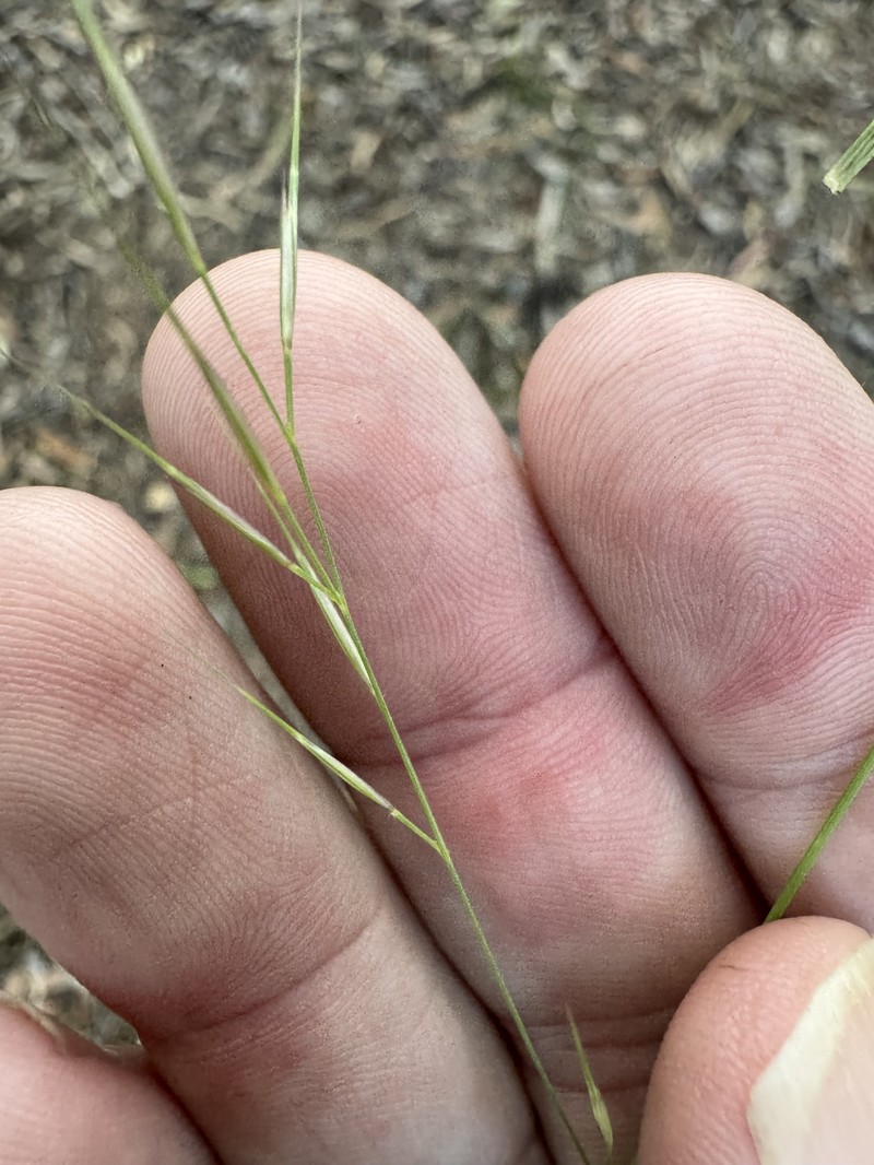 Aristida spuria photo 6