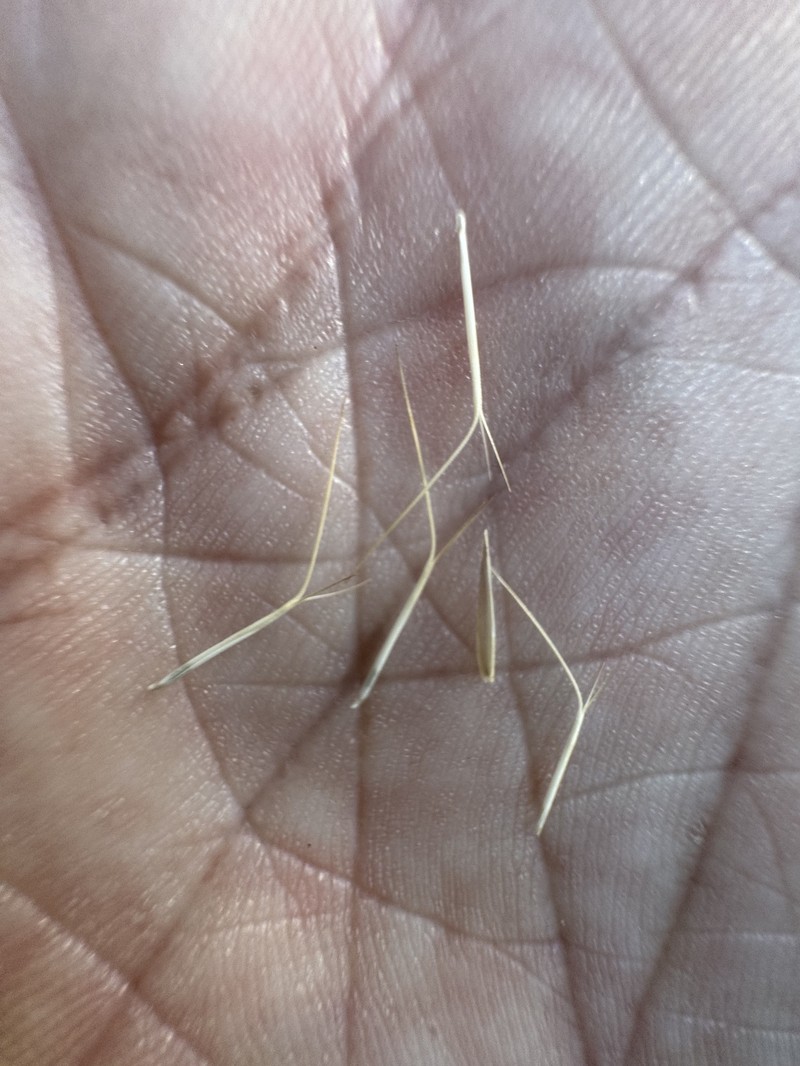Aristida spuria photo 7