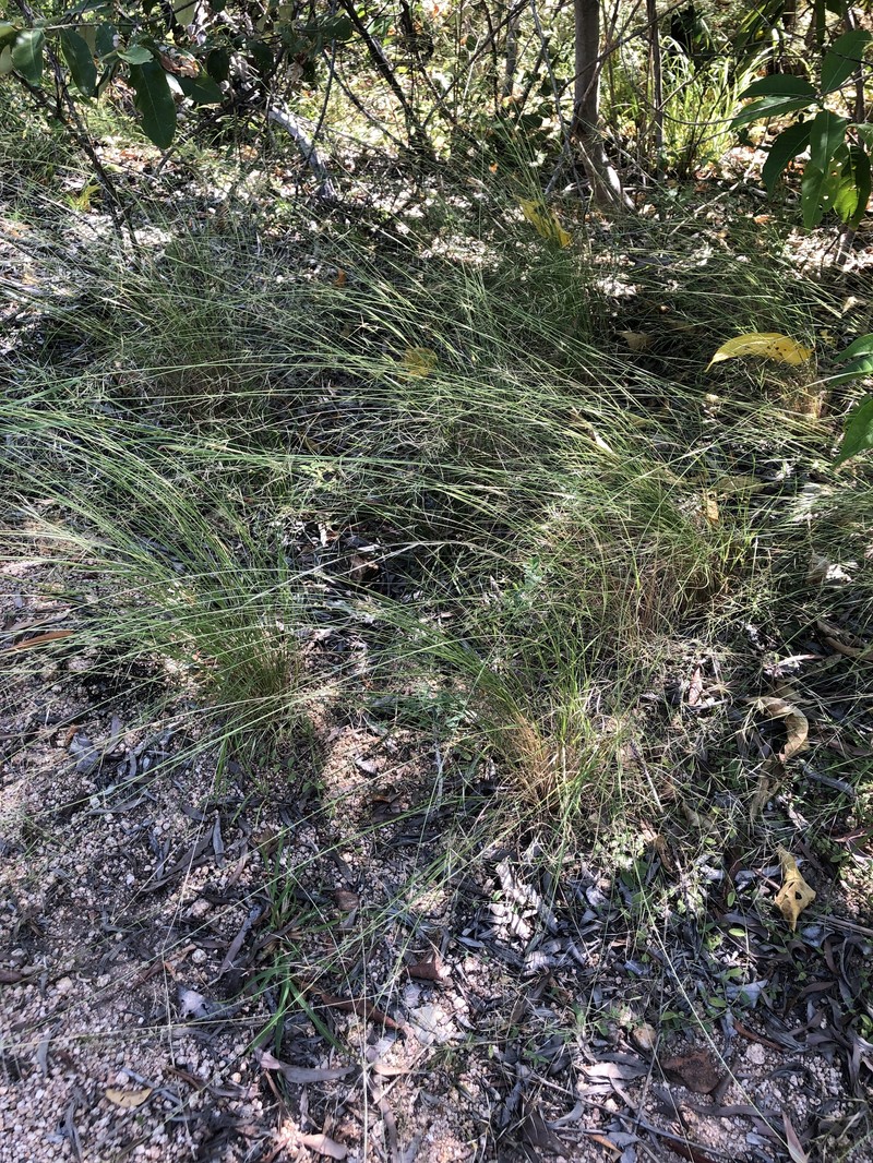 Aristida spuria photo 8