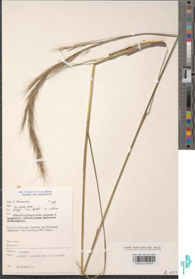 Aristida stenostachya