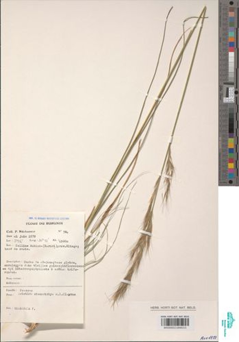 Aristida stenostachya photo 2