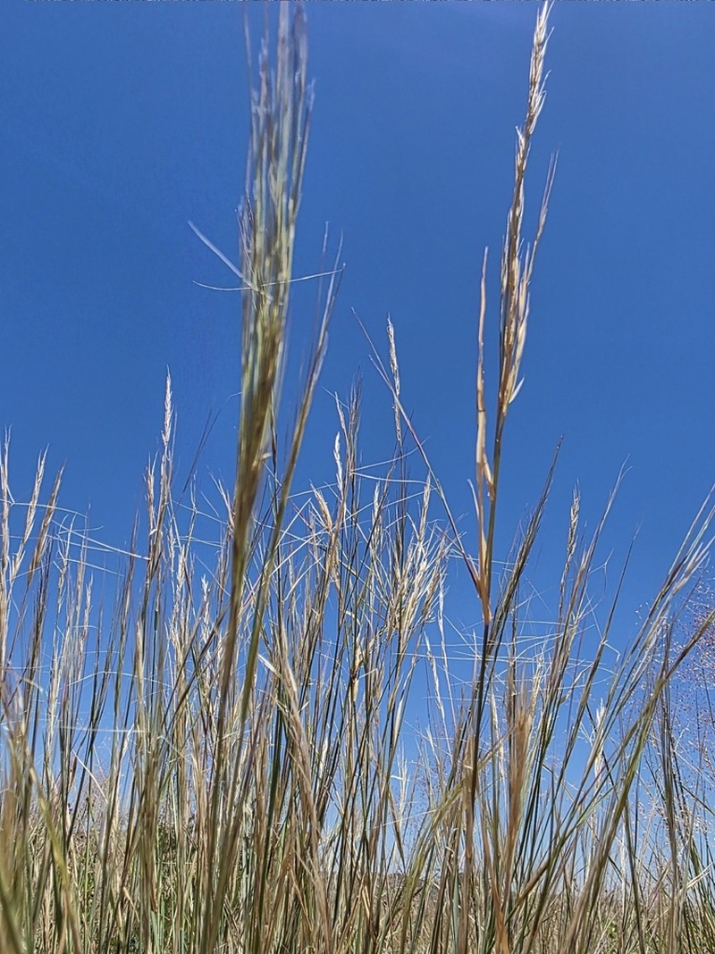 Aristida stipitata