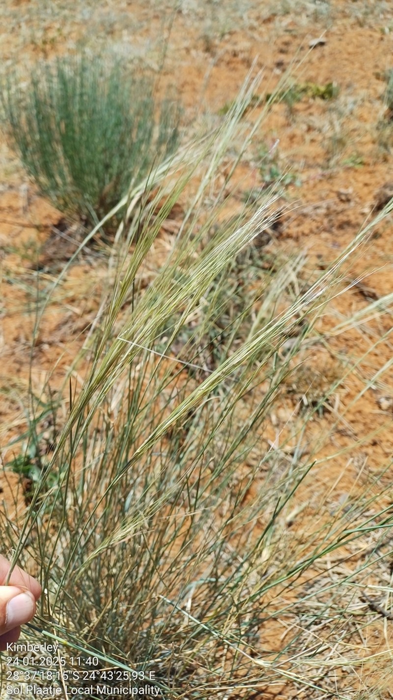 Aristida stipitata photo 2