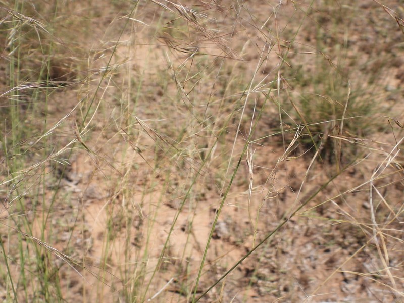Aristida stipitata photo 3
