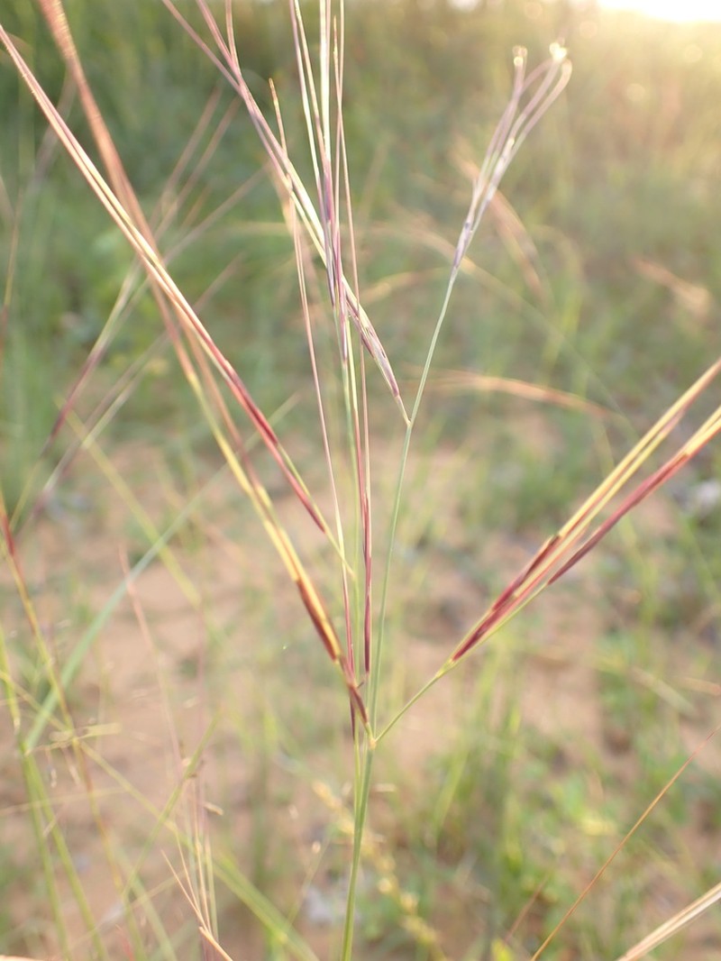 Aristida stipitata photo 4