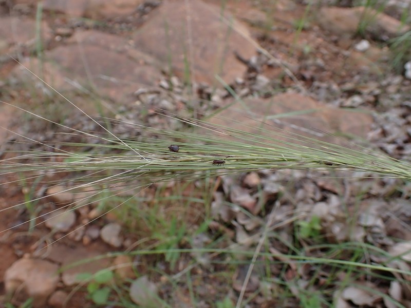 Aristida stipitata photo 5
