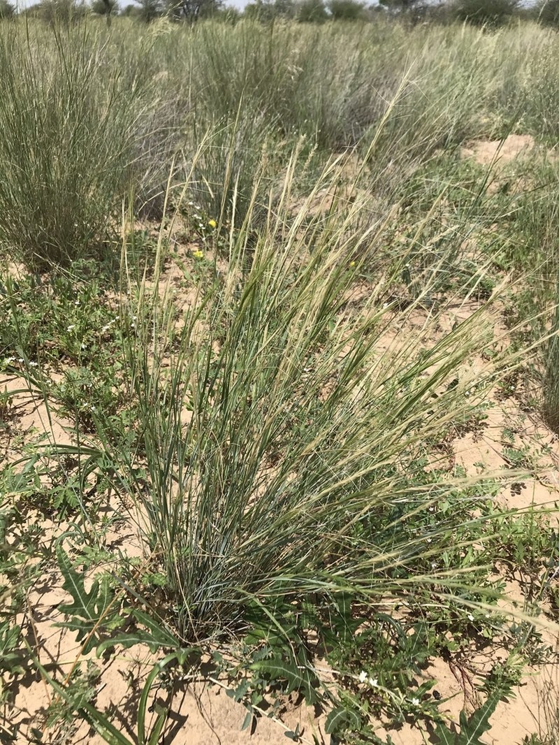 Aristida stipitata photo 6