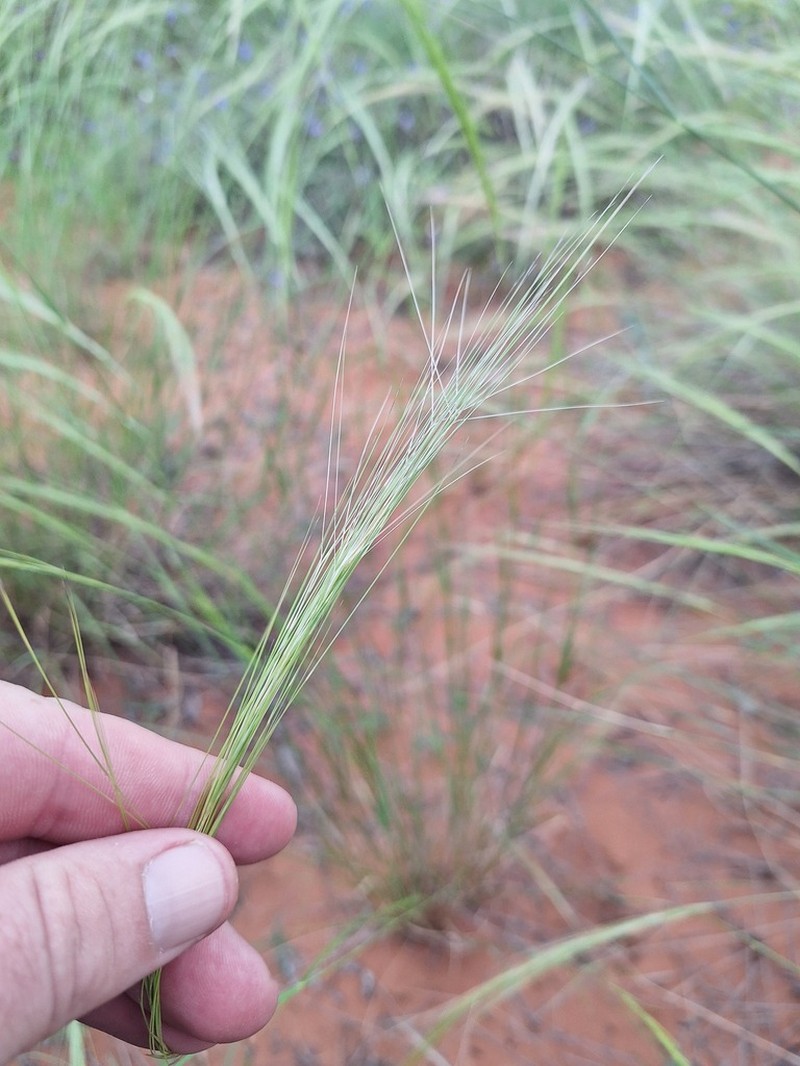 Aristida stipitata photo 7