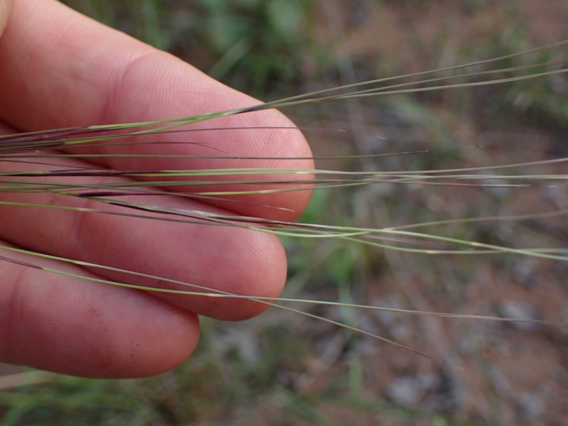 Aristida stipitata photo 8