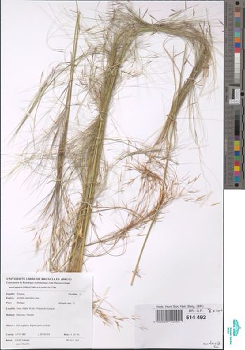 Aristida stipoides