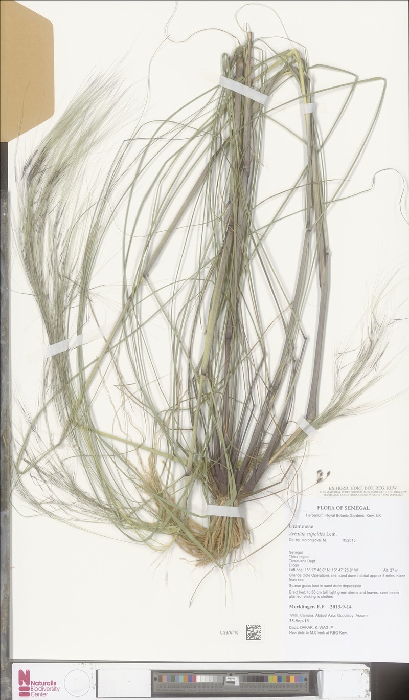 Aristida stipoides photo 2