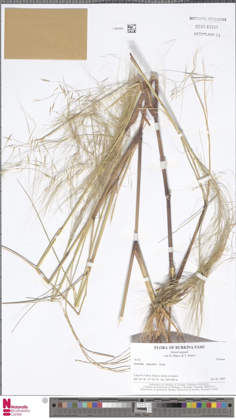 Aristida stipoides photo 3