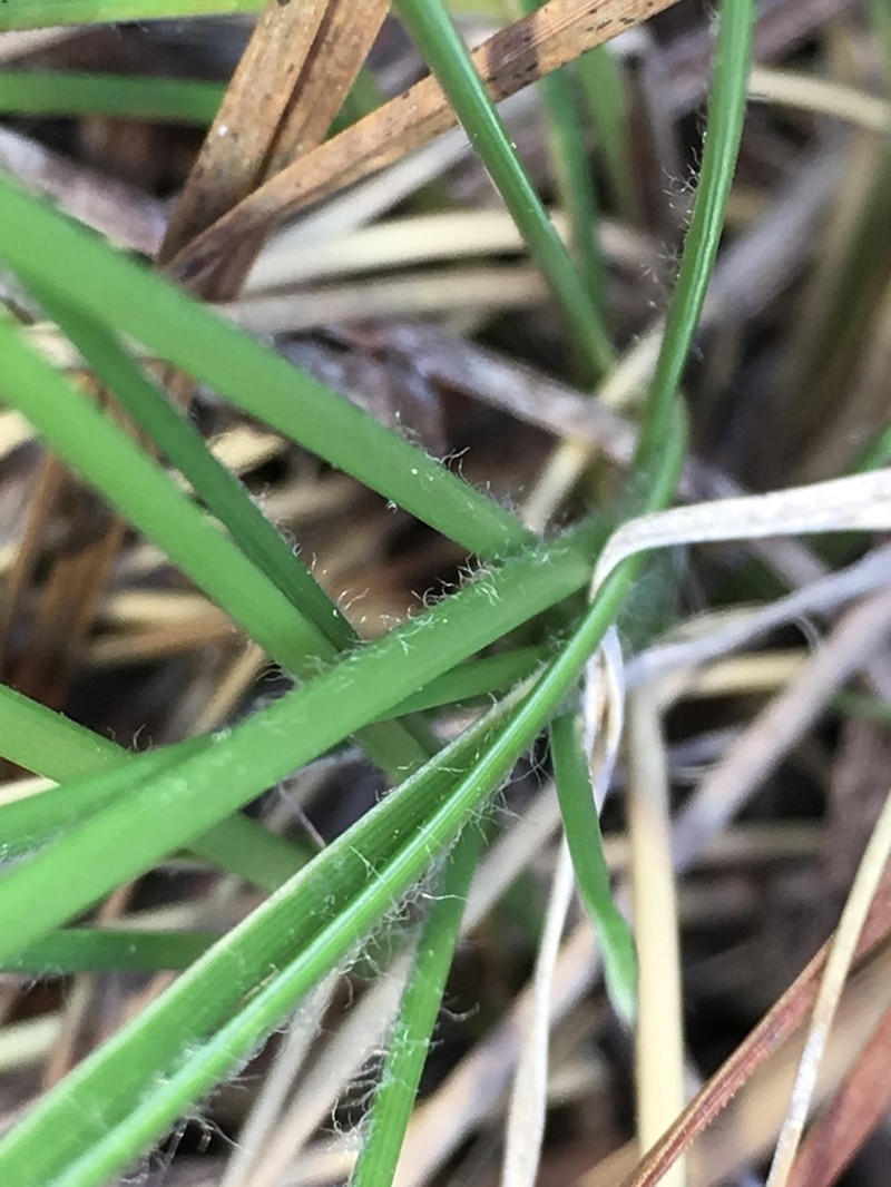 Pineland Threeawn photo 2