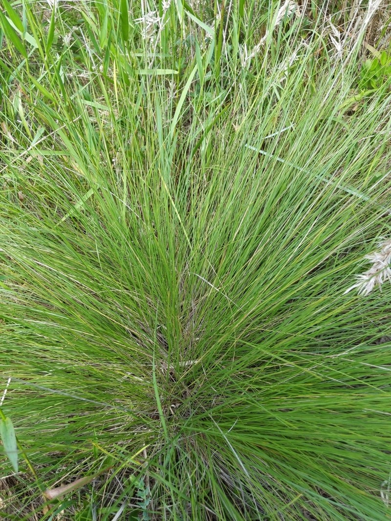 Pineland Threeawn photo 3