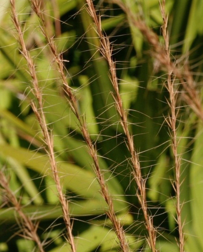 Pineland Threeawn photo 4