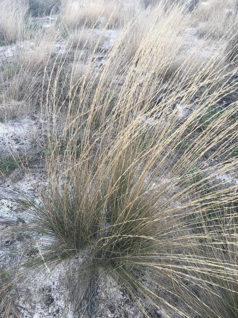 Pineland Threeawn photo 5