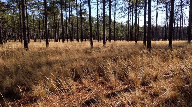 Pineland Threeawn photo 6