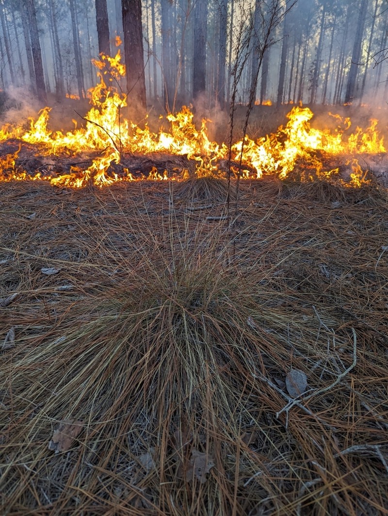 Pineland Threeawn photo 7