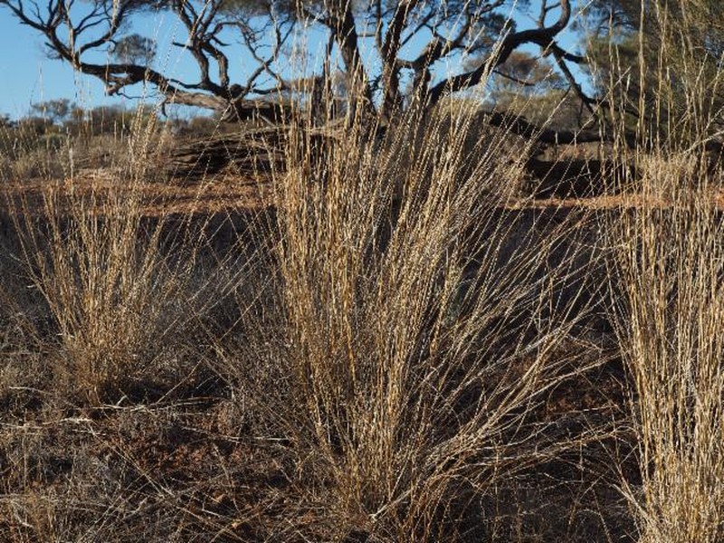 Aristida strigosa photo 2