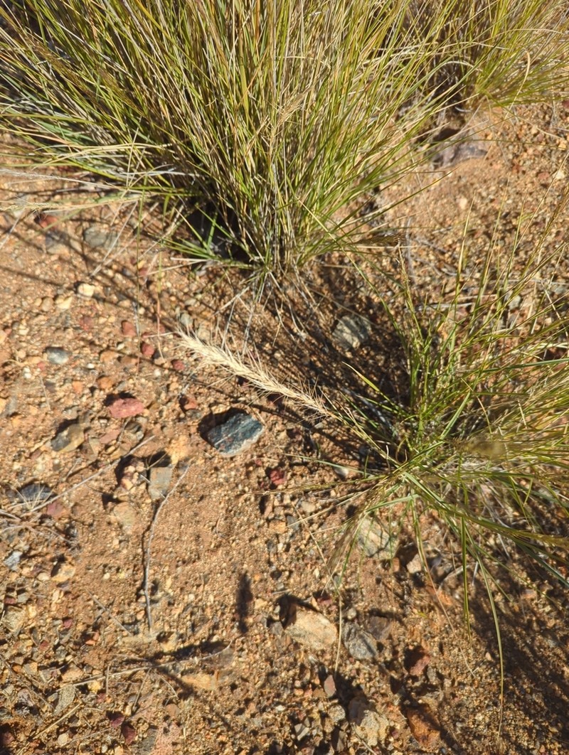 Aristida strigosa
