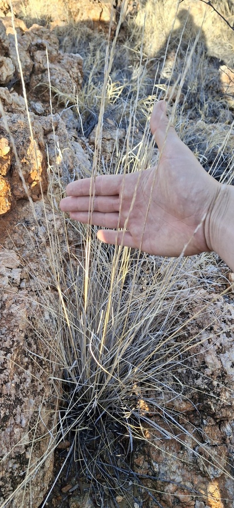 Aristida strigosa photo 3
