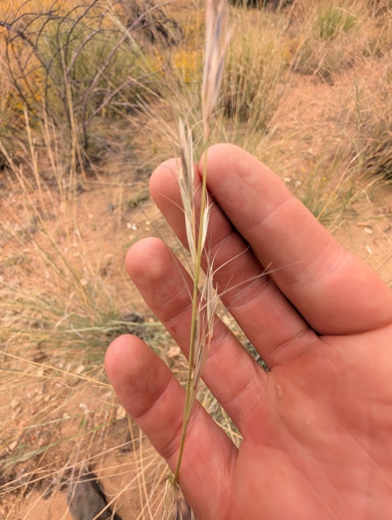 Aristida strigosa photo 4