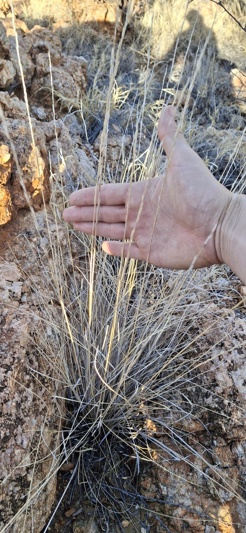 Aristida strigosa photo 5
