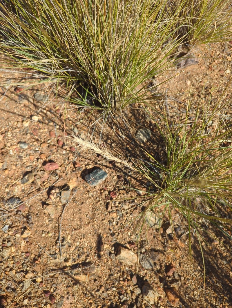 Aristida strigosa photo 6