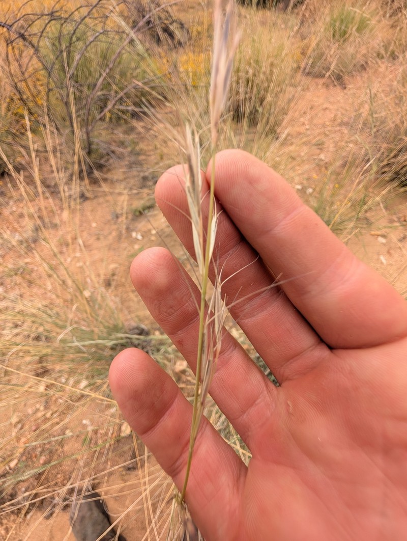 Aristida strigosa photo 7