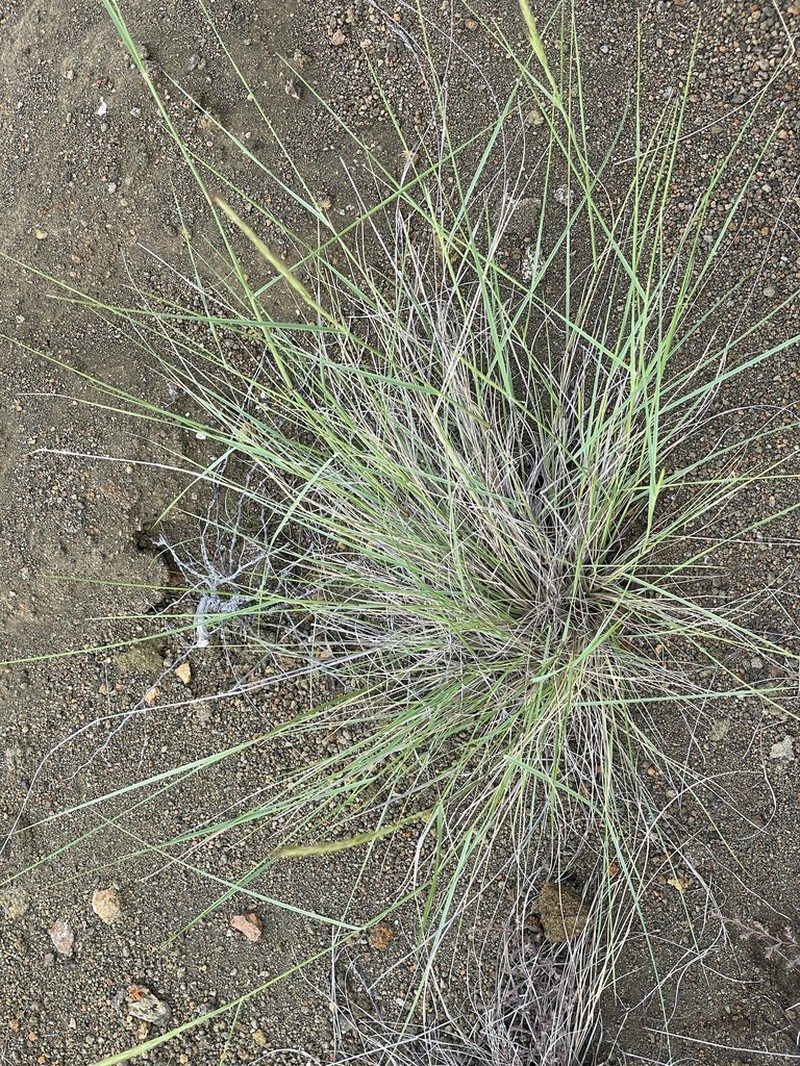Aristida subspicata
