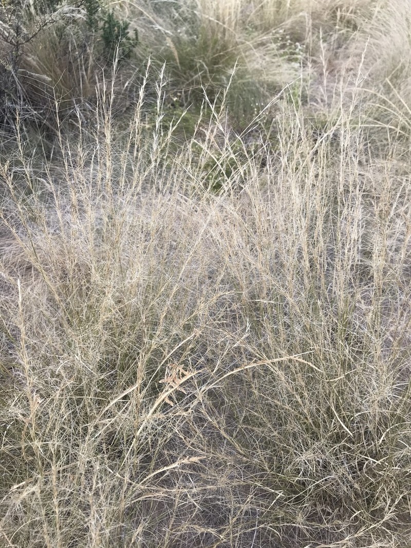 Aristida subulata