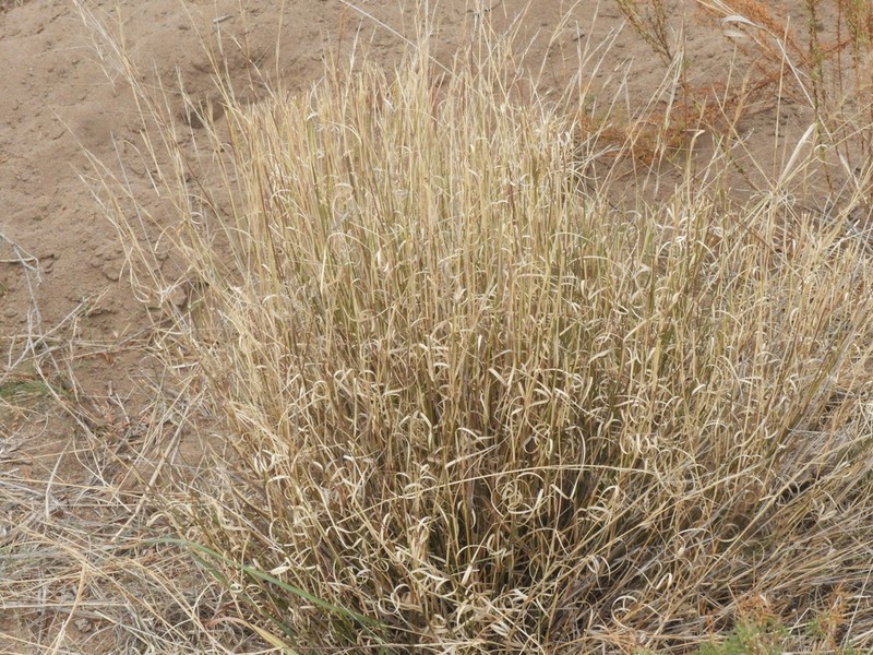 Aristida subulata photo 2