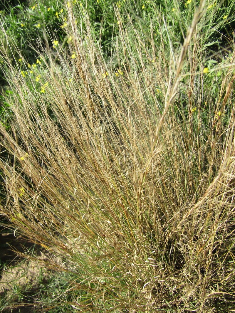 Aristida subulata photo 3