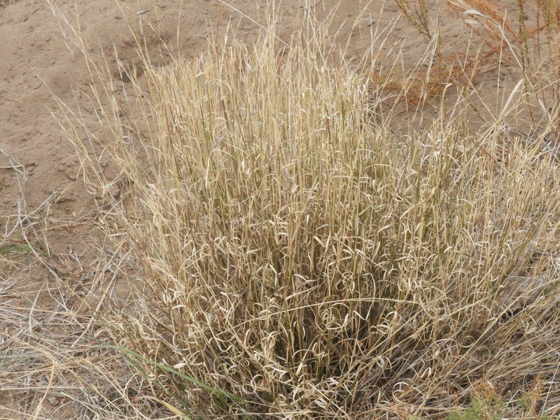 Aristida subulata photo 5