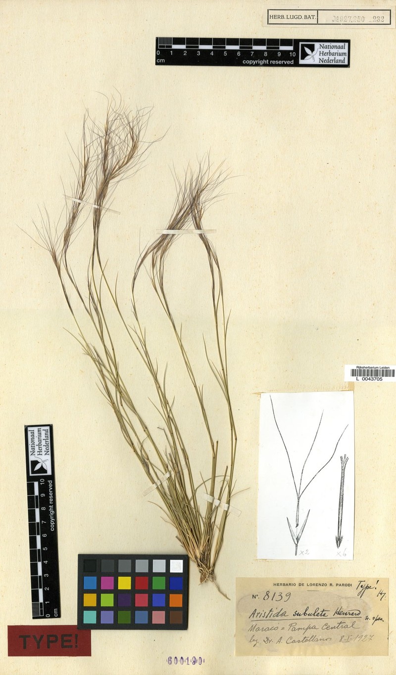 Aristida subulata photo 6