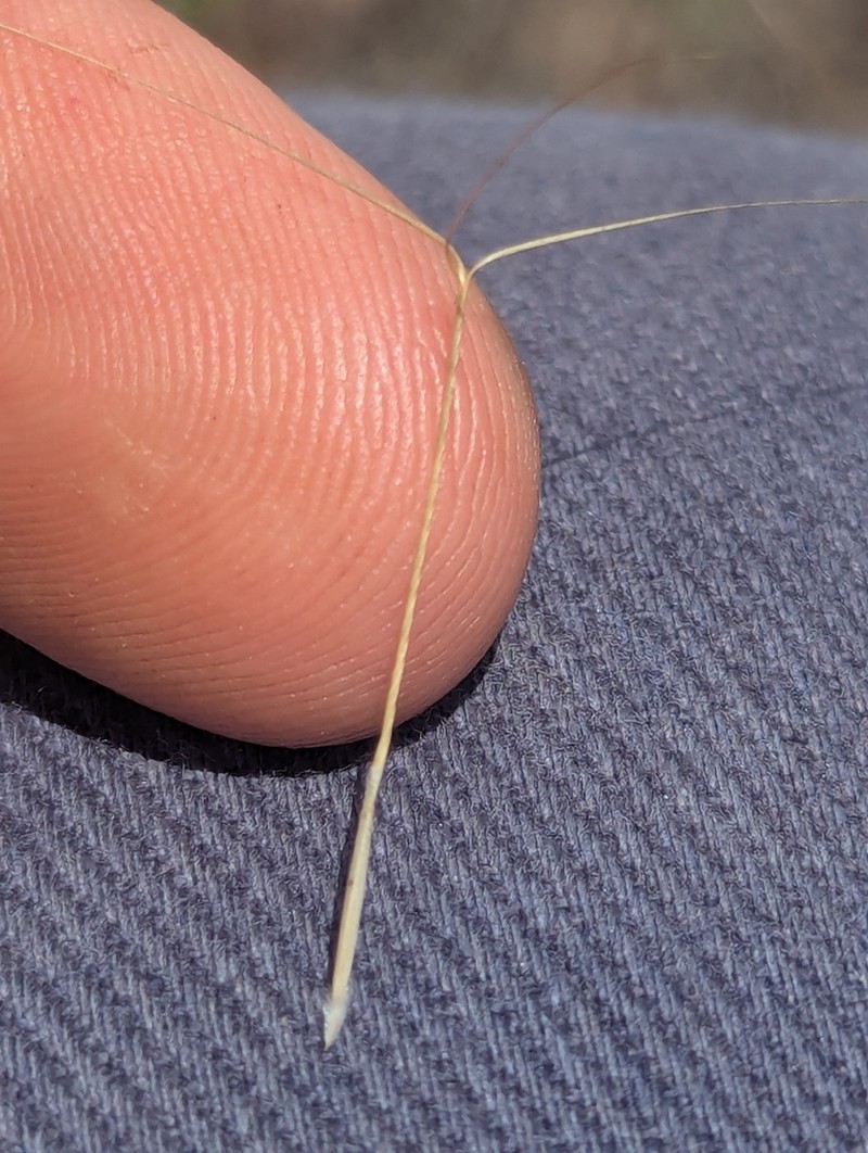 Aristida superpendens
