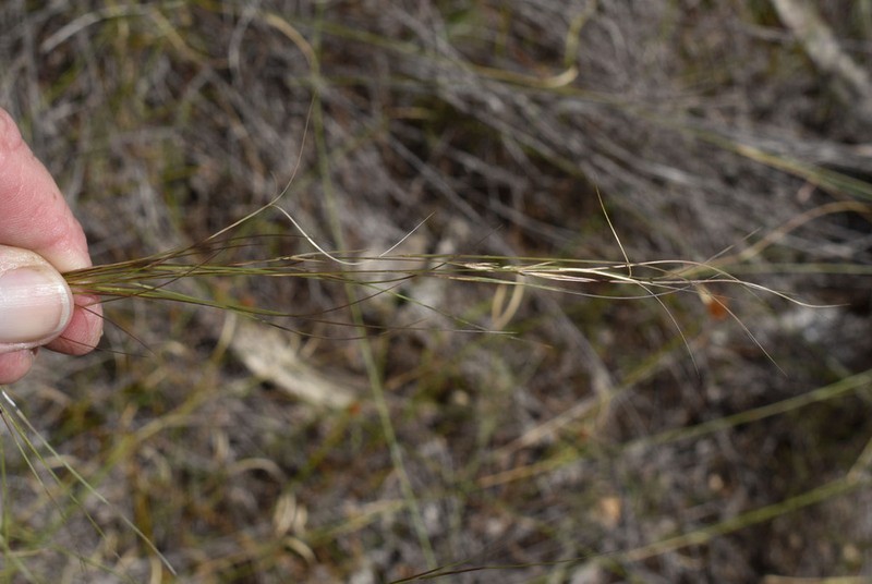Aristida superpendens photo 3