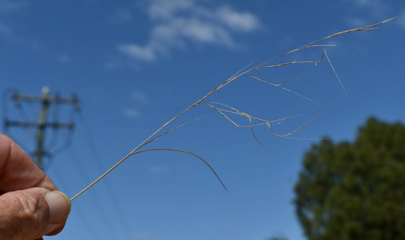 Aristida superpendens photo 4