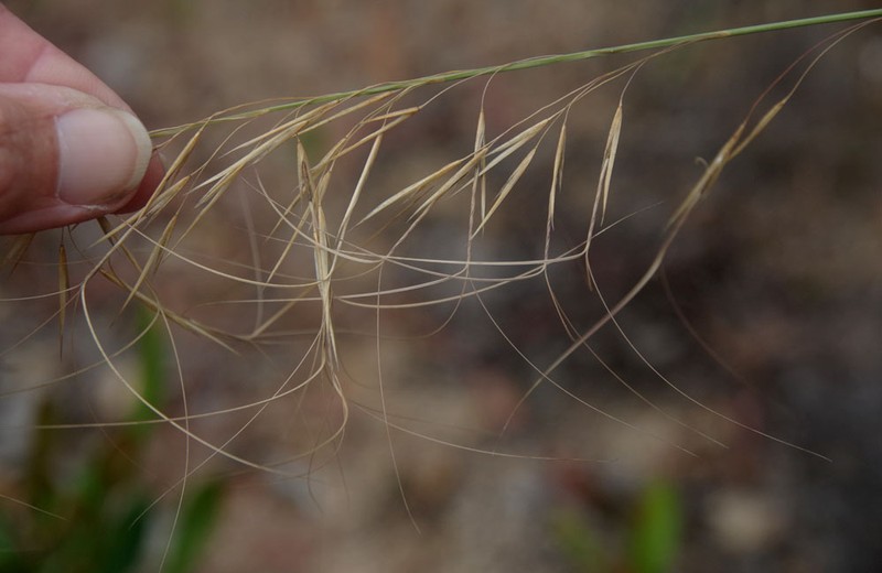 Aristida superpendens photo 5