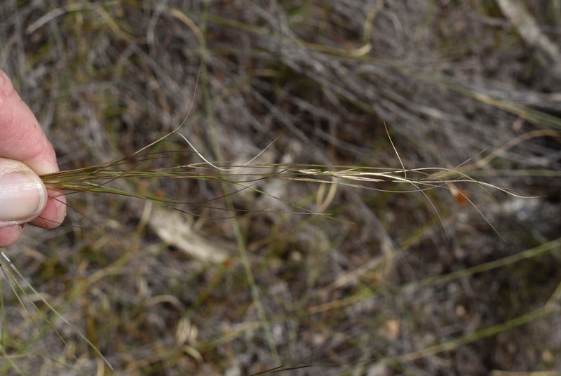 Aristida superpendens photo 6